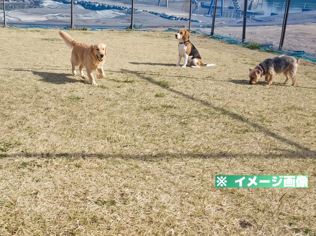 道の駅 鴨川オーシャンパーク ドッグラン