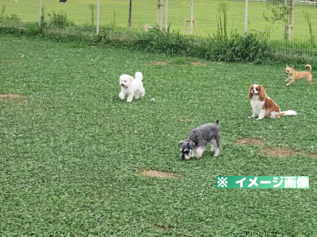 道の駅 まえばし赤城 ドッグラン