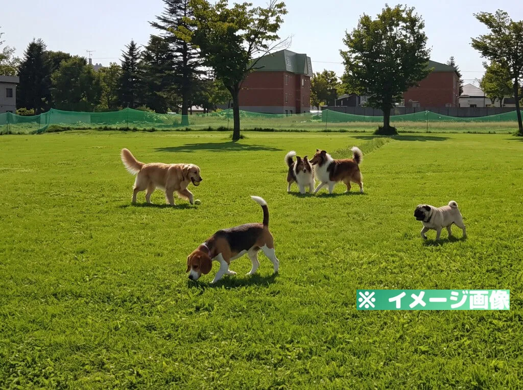 道の駅 真狩フラワーセンター ドッグラン