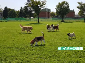 道の駅 真狩フラワーセンター ドッグランのイメージ画像