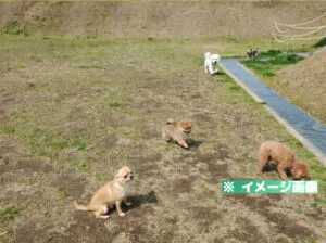 道の駅 めぐみ白山 ドッグランのイメージ画像