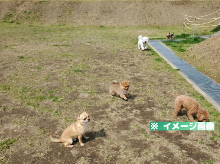 道の駅 めぐみ白山 ドッグラン