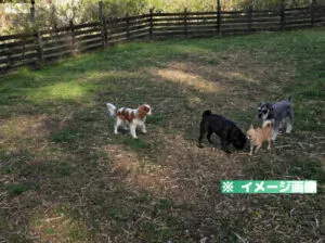 道の駅 南きよさと ドッグランのイメージ画像