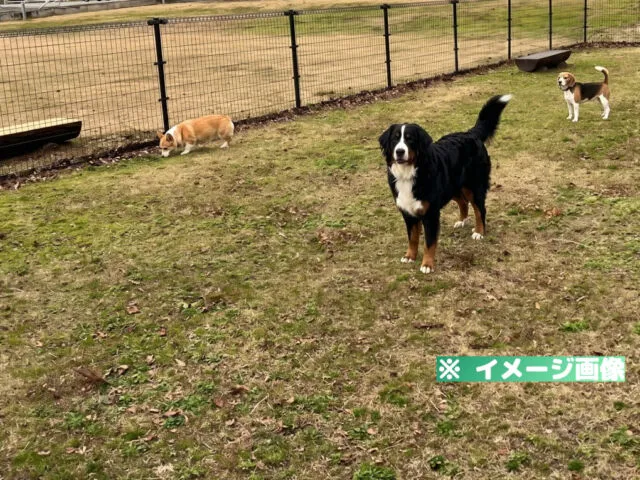 道の駅のとじま ドッグラン