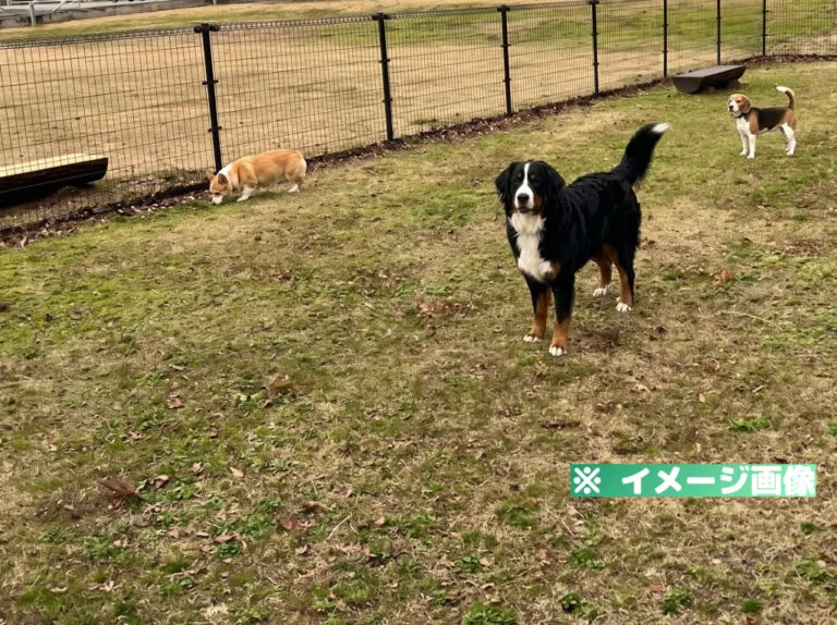 道の駅のとじま ドッグラン