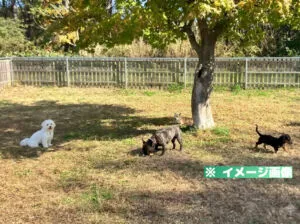 道の駅 とわだ ドッグランのイメージ画像