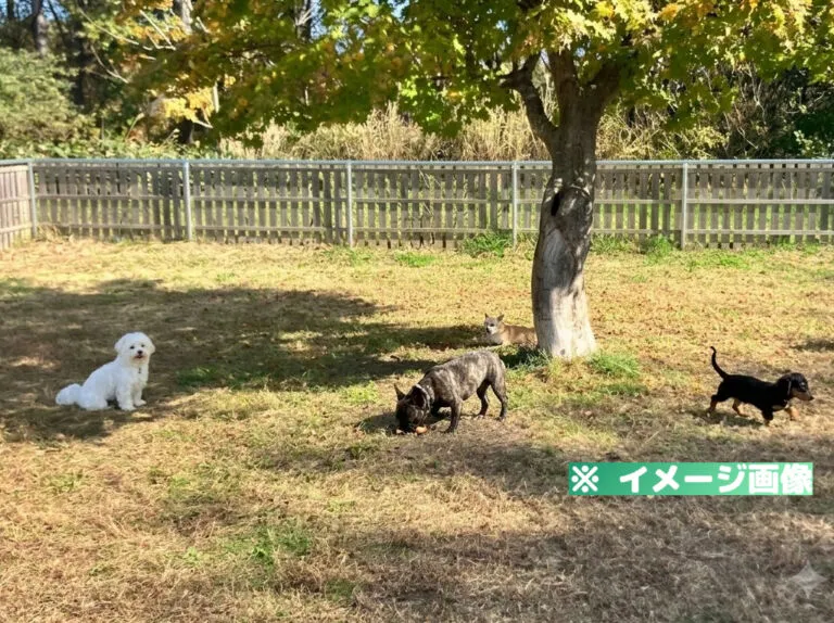 道の駅 とわだ ドッグラン