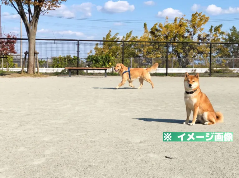 最上川ふるさと総合公園ドッグラン