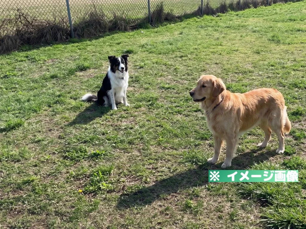 根崎公園ドッグラン