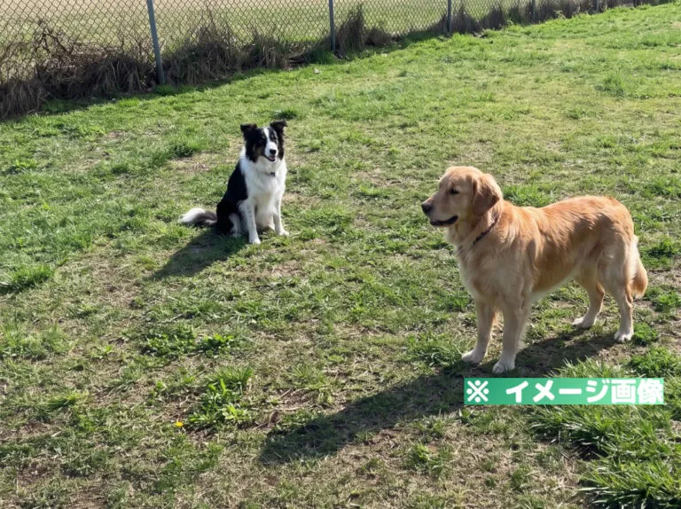 根崎公園ドッグラン