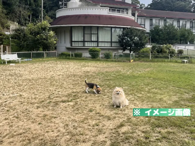 忍頂寺スポーツ公園 ドッグラン
