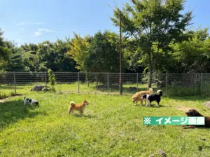 西紀サービスエリア（下り）ドッグランのイメージ画像