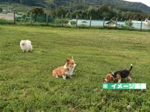 中野市ドッグラン（豊田赤坂農村公園）