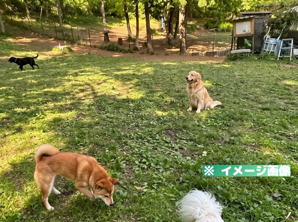 小山内裏公園ドッグラン