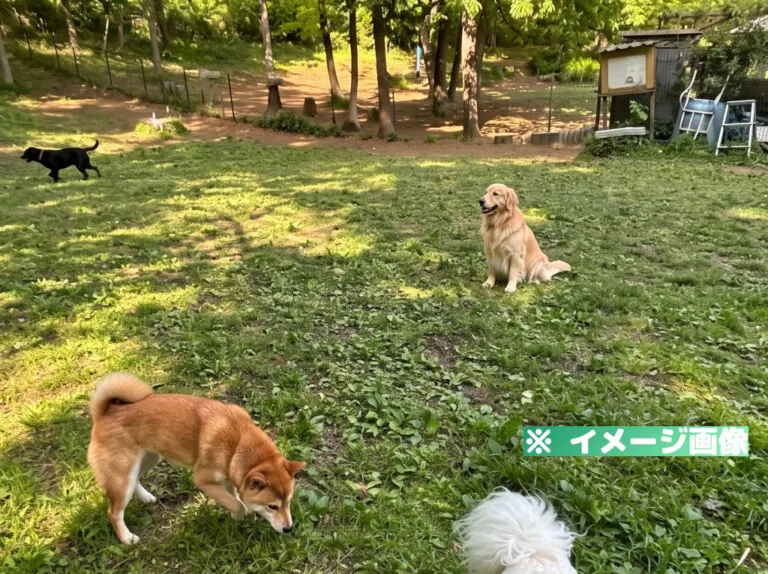 小山内裏公園ドッグラン（わんわんふれあい広場）