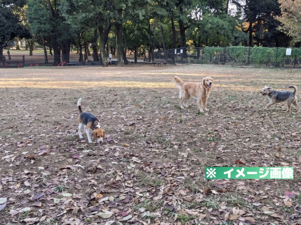 蘆花恒春園ドッグラン