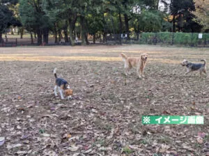 蘆花恒春園ドッグラン