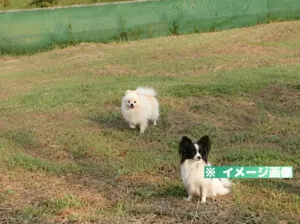 六仙の里 ドッグラン