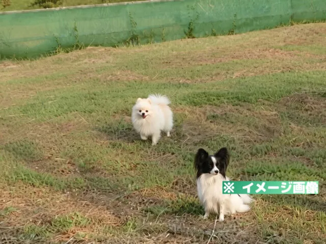 六仙の里 ドッグラン
