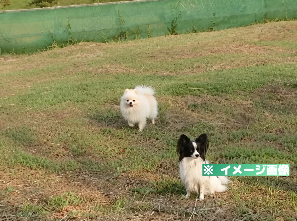 六仙の里 ドッグラン