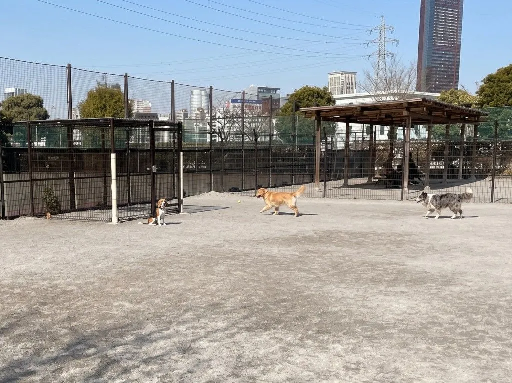 芝浦中央公園ドッグラン