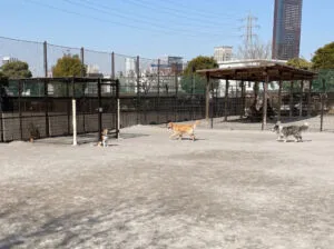 芝浦中央公園ドッグランのイメージ画像