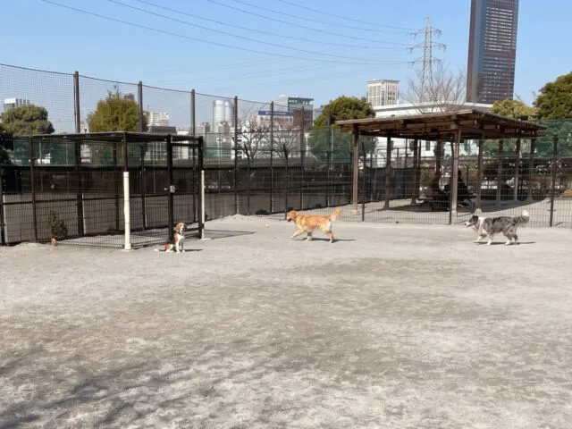 芝浦中央公園ドッグラン