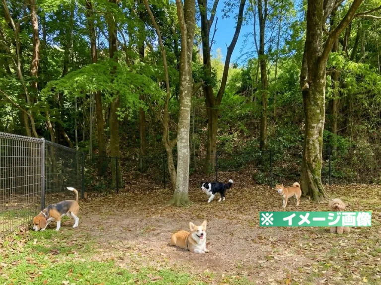 鹿野サービスエリア（上り）ドッグラン