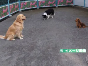 新広尾公園ドッグラン