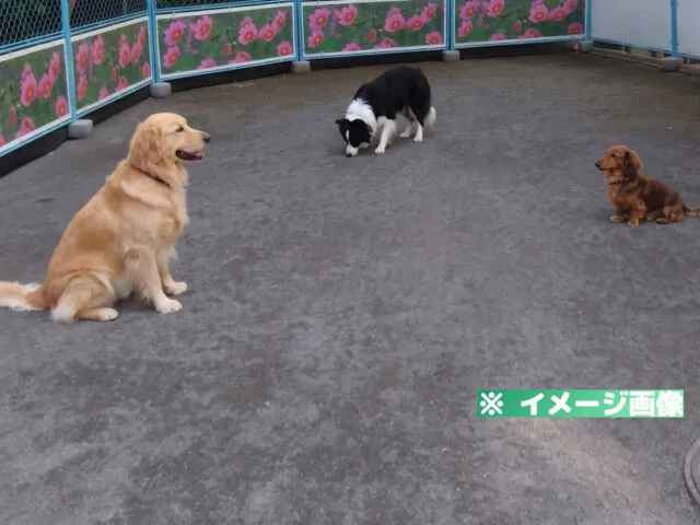 新広尾公園ドッグラン