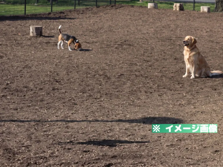 篠崎公園ドッグラン