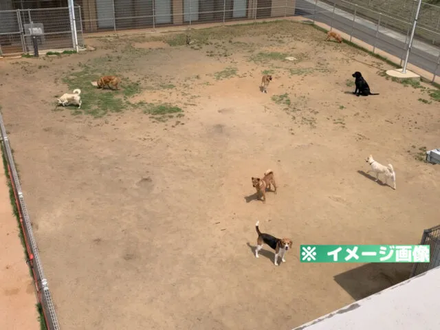 さぬき動物愛護センター しっぽの森 ドッグラン