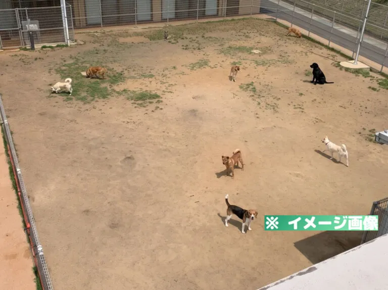 さぬき動物愛護センター しっぽの森 ドッグラン