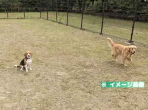 鹿公園ドッグランのイメージ画像