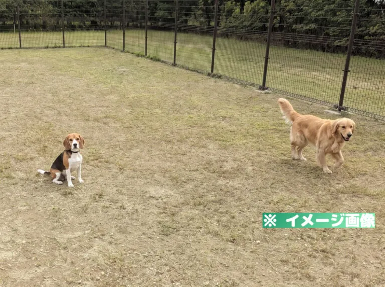 鹿公園ドッグラン