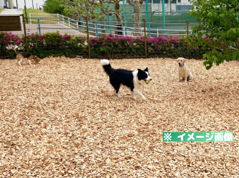 隅田公園 ペットコミュニティエリア