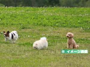 湯の迫温泉 大平楽 ドッグラン