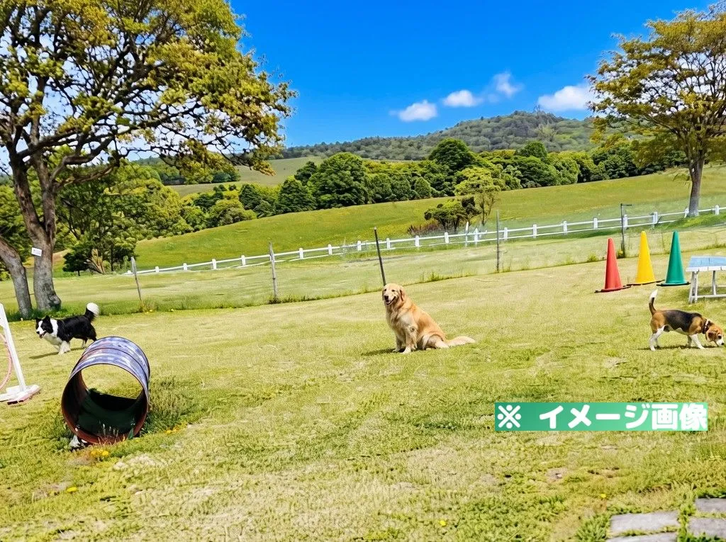 種山高原星座の森 ミニドッグラン