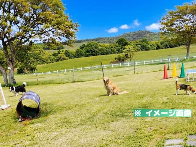 種山高原星座の森 ミニドッグラン