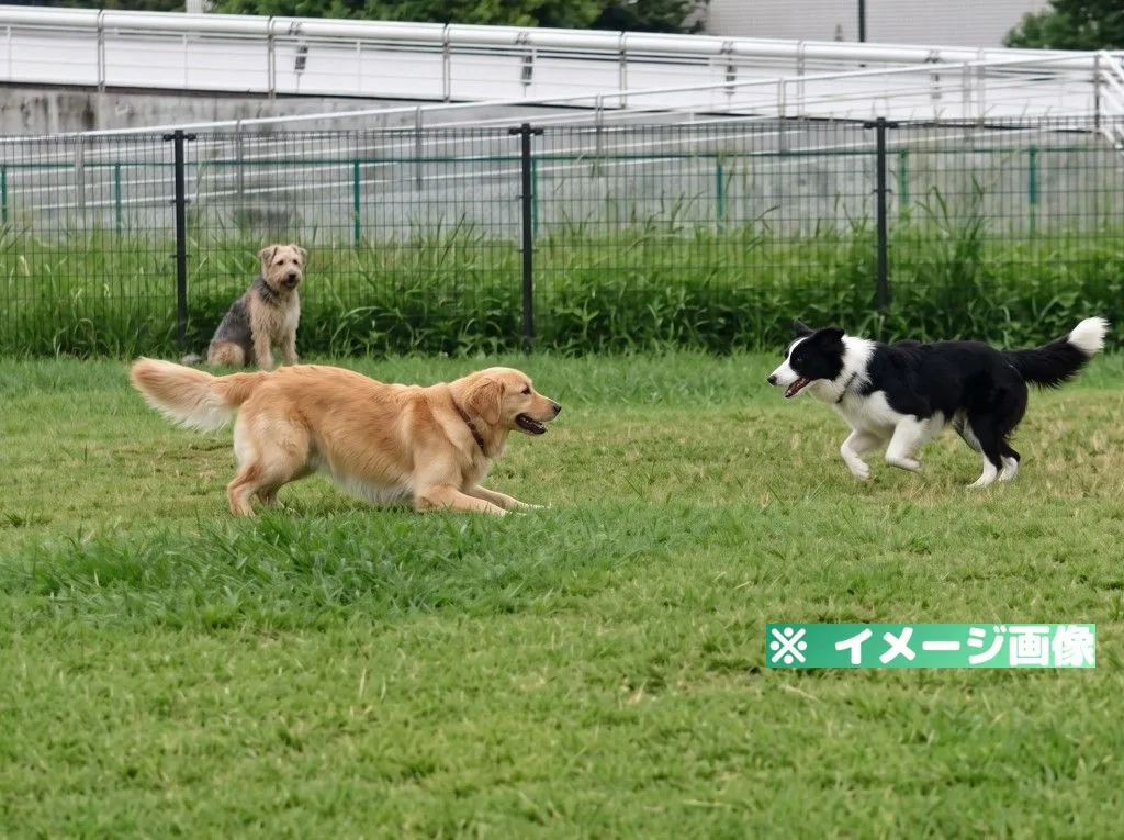 辰巳の森海浜公園ドッグラン
