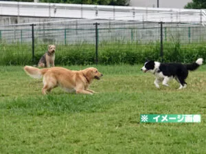 辰巳の森海浜公園ドッグラン