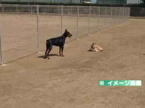 問屋第1公園ドッグラン