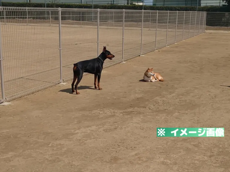 小松市問屋第1公園ドッグラン「明峰 Park Wan」