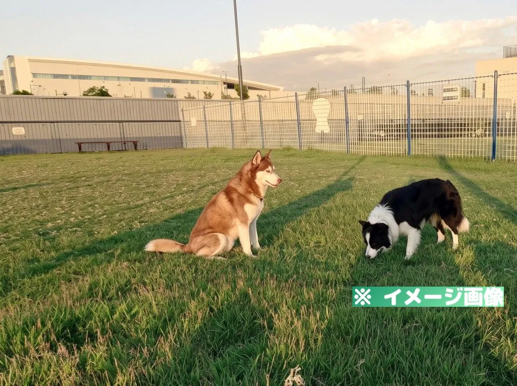 豊洲ぐるりドッグラン