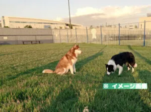 豊洲ぐるりドッグラン