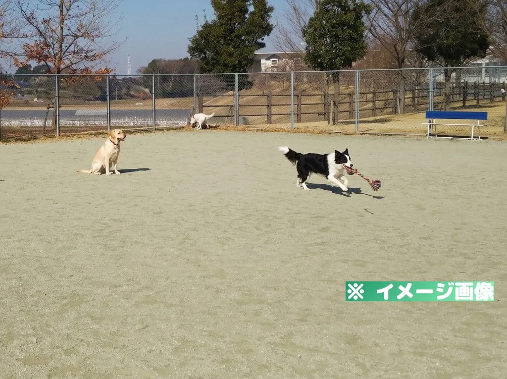 つくばウェルネスパーク ドッグラン