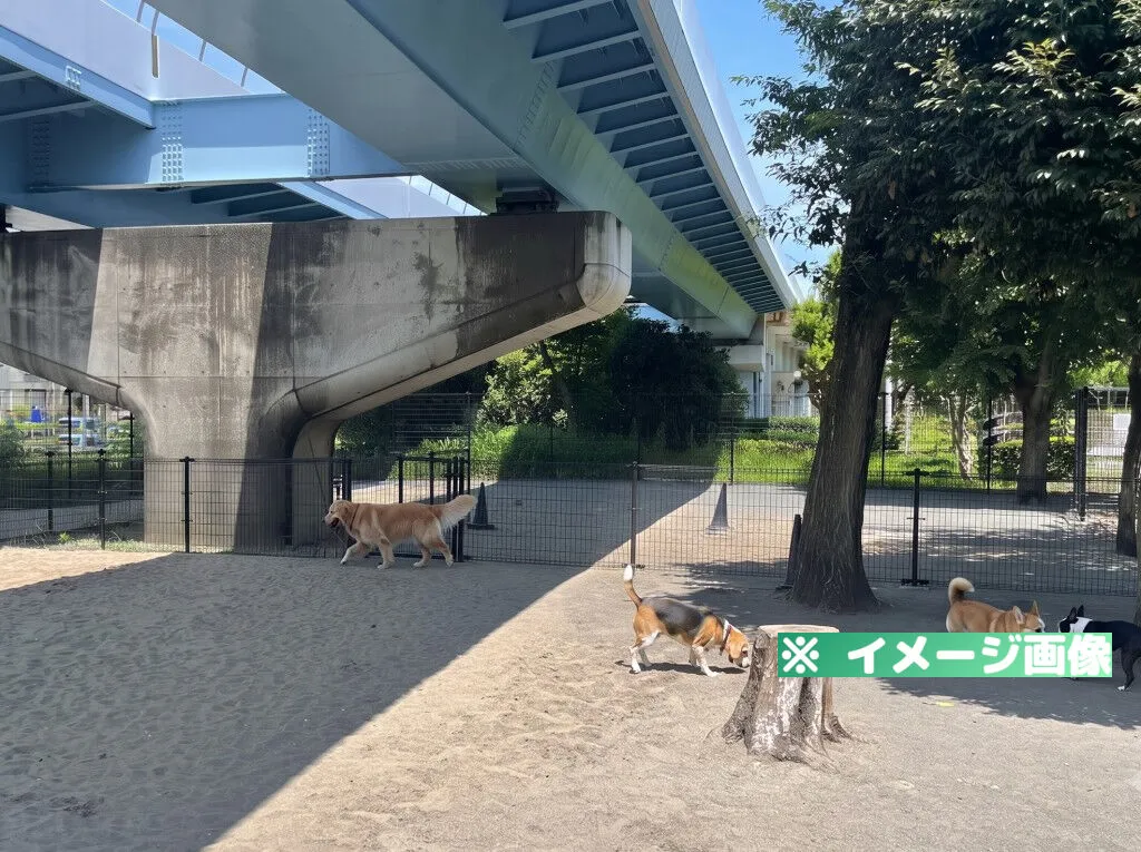 海の公園 犬の遊び場