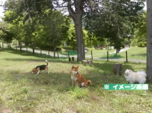 よませどんぐりの森公園 ドッグラン