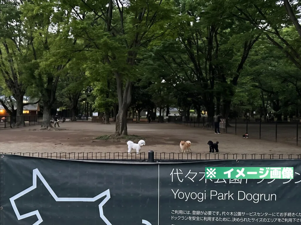 代々木公園 ドッグラン