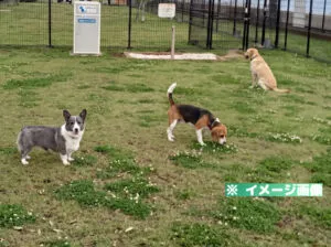 湯河原海辺公園ドッグラン